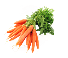 carrot