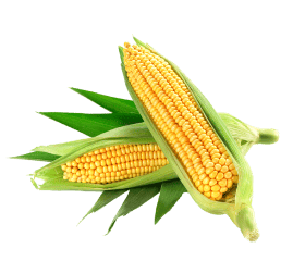 corn